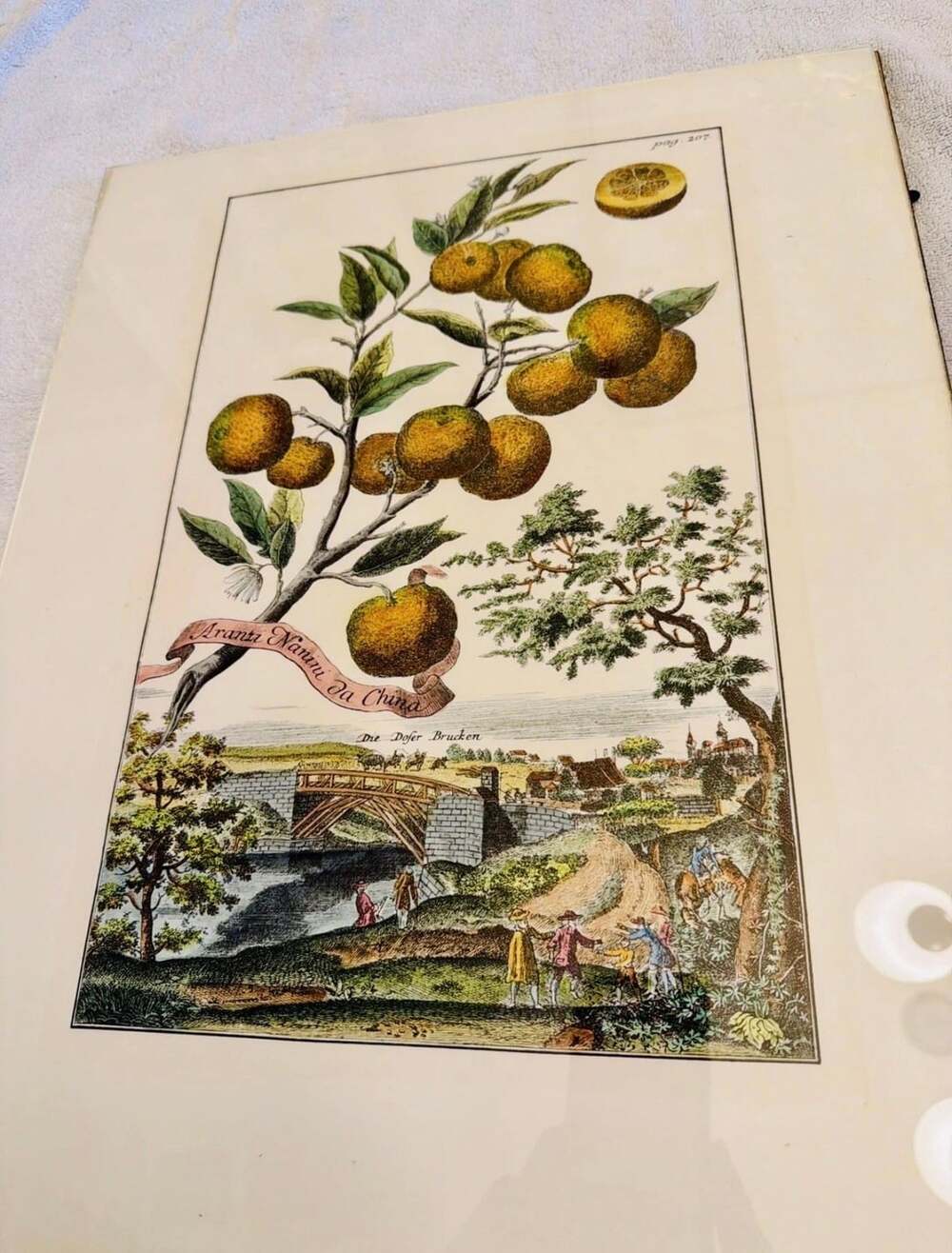 Johann Christoph Volkamer Antique Botanical Citrus Engraving Print Die Dofer Bru